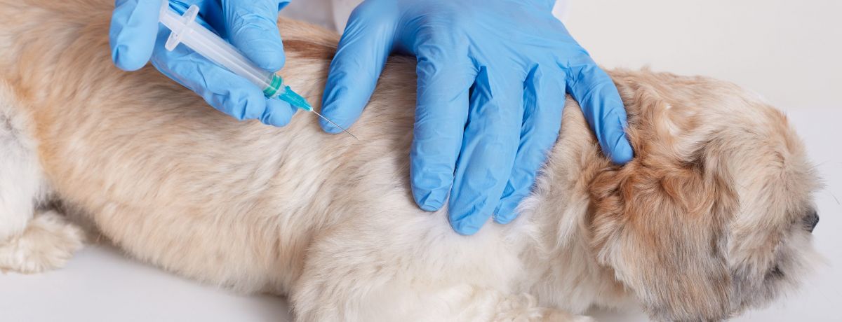 vacinacao-pet