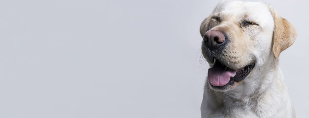 marketing-para-pet-shop