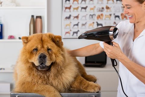 fluxo-de-caixa-pet-shop-clinica-veterinaria