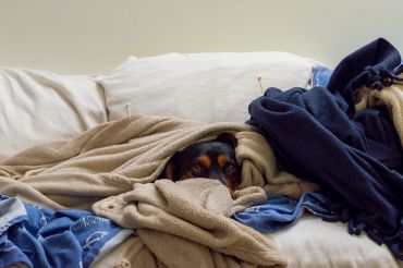 fogos-de-artificio-pet