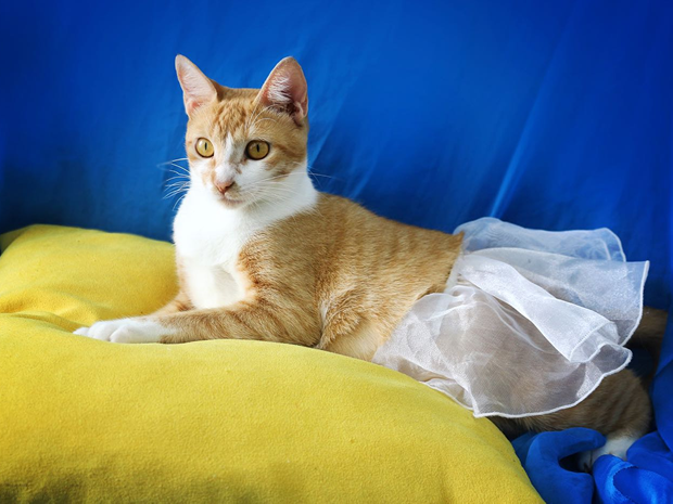 cuidados-gata-gestante