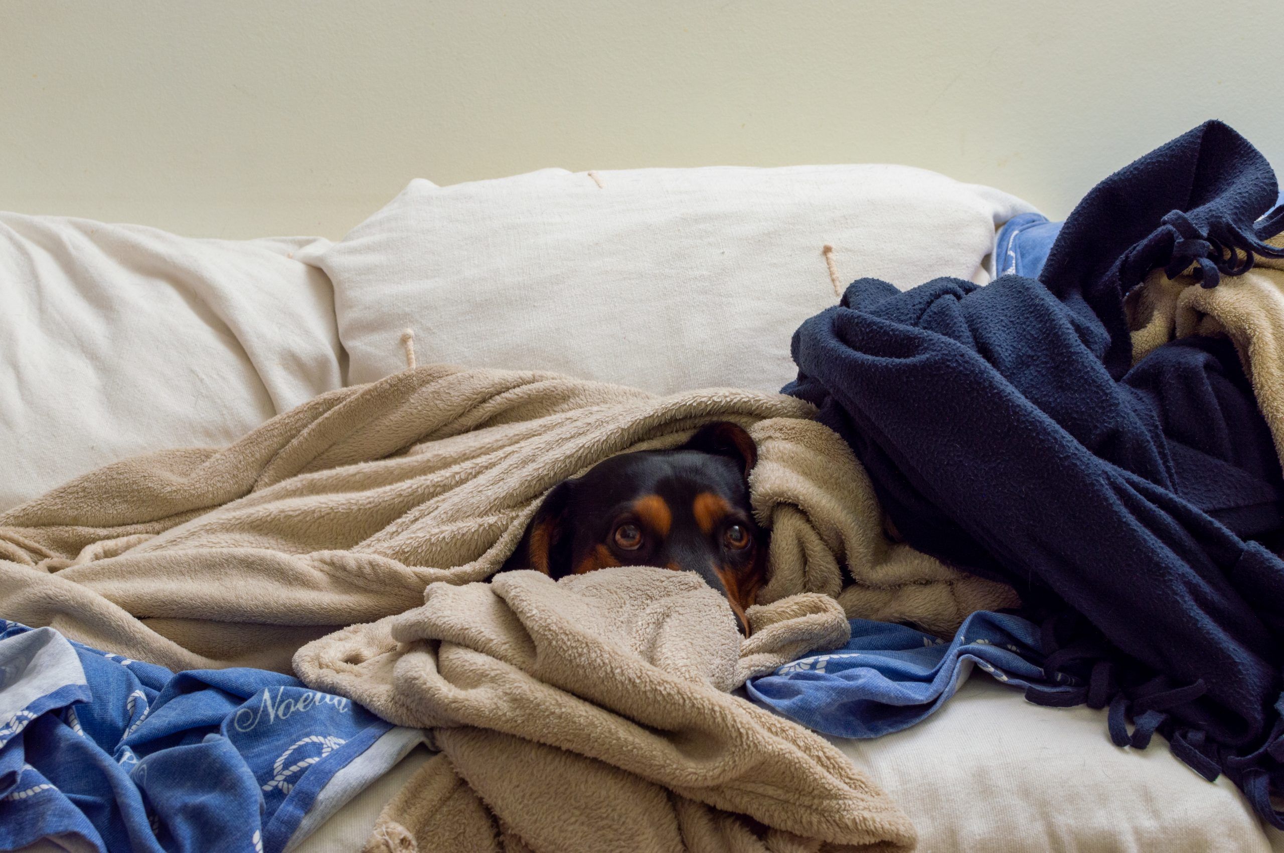 fogos-de-artificio-pet