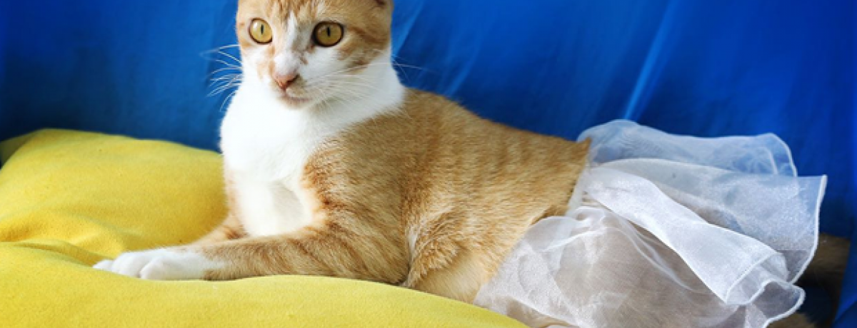 cuidados-gata-gestante