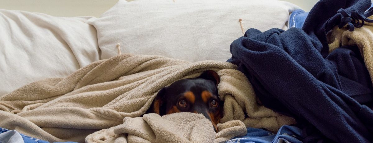 fogos-de-artificio-pet