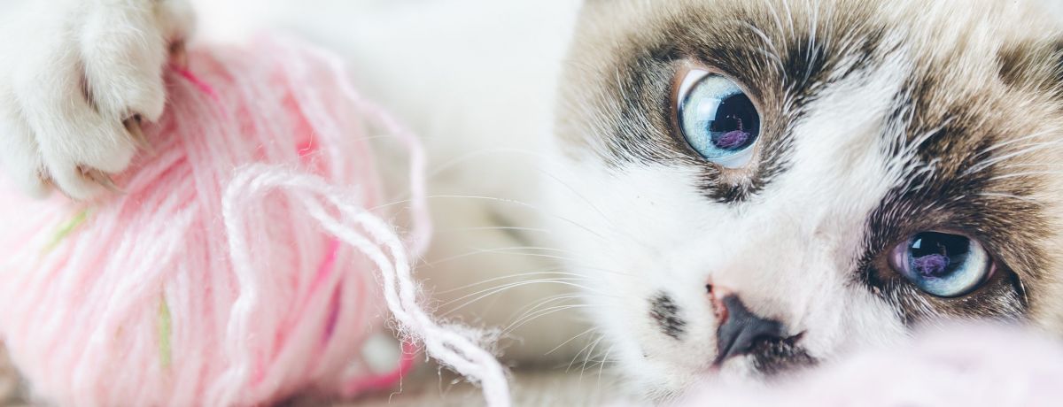 mercado-de-brinquedos-para-pets