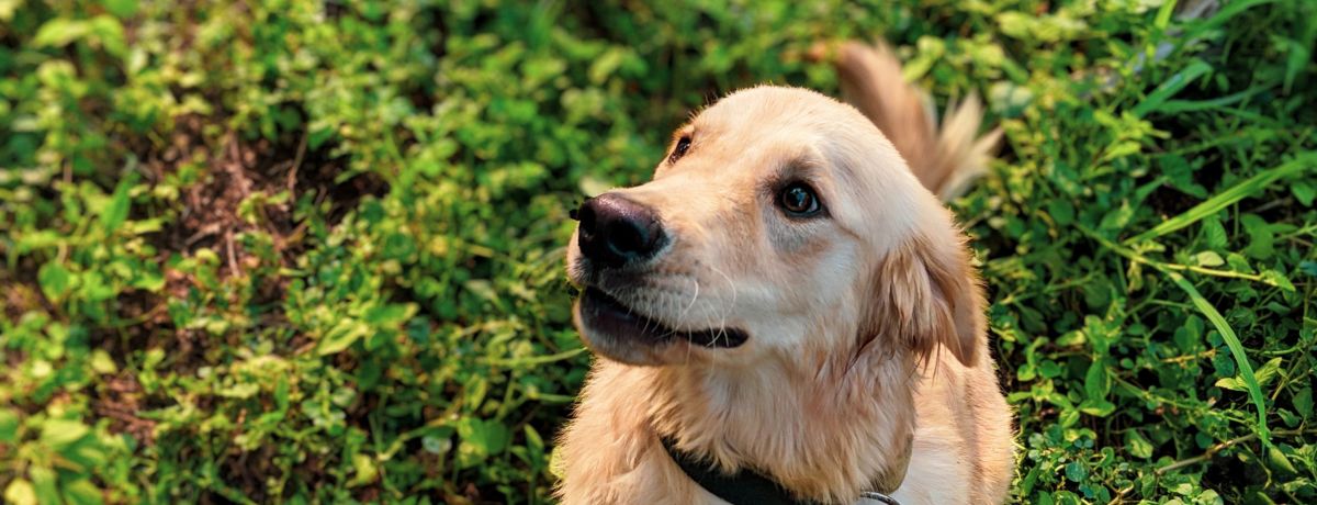 plantas-toxicas-animais