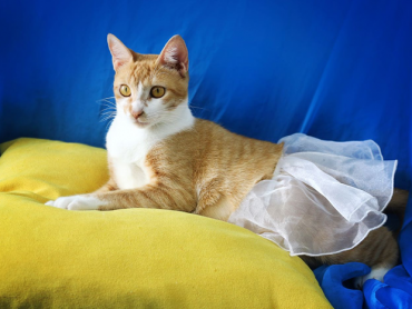 cuidados-gata-gestante